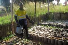 Nursery crops Nursery crops