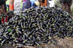 Record-Aubergine-harvest Record-Aubergine-harvest