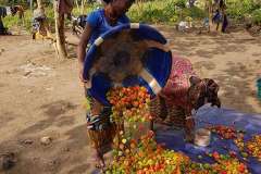 Chilli food cropping project Chilli food cropping project