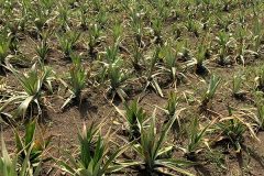 pineapples pineapples