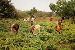 Food Cropping collective